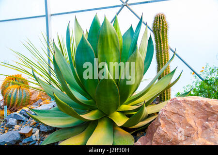 Agave victoriae-reginnae, Agave royal dieser Agave ist als die schönste Agave überhaupt bekannt. Es stammt aus dem Mexikanischen Chihuahuan Wüste Stockfoto