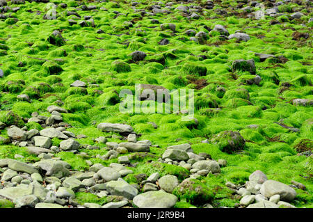 Algen überzogen Felsen am Sandstraenden auf Long Island sound im Silver Sands State Park in Milford Connecticut an einem bewölkten Tag. Stockfoto