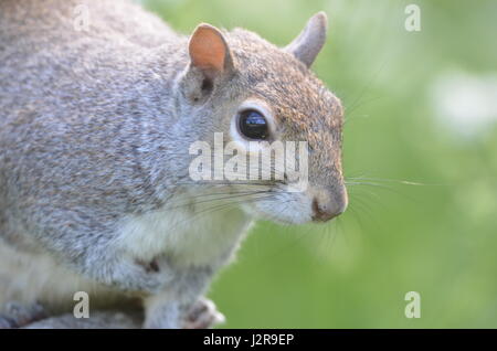 Eichhörnchen sieht niedlich Stockfoto