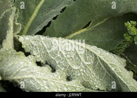 Wassertropfen auf einem fuzzy Blatt Stockfoto