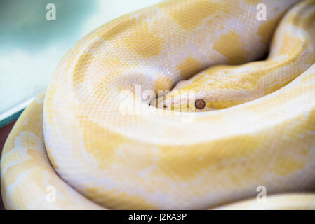 Albino burmesischen Python (Golden Thai Python) Gold Python, Netzpython (Python Reticulatus) Stockfoto
