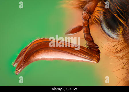 Extreme Vergrößerung - Amphimallon Caucasicum Käfer Stockfoto