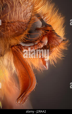 Extreme Vergrößerung - Amphimallon Caucasicum Käfer Stockfoto