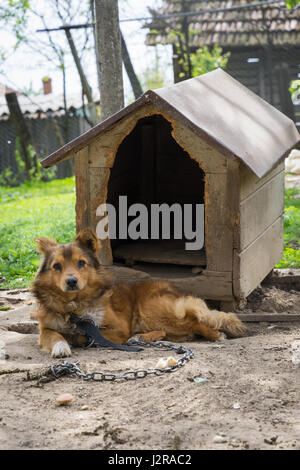 Junge Garde Sentry Hund sitzt auf einer Kette in der Nähe seiner Hundehütte Stockfoto