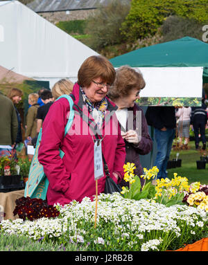 Zwei Frauen, die bei Pflanzen zum Verkauf an die Cornwall Spring Flower Show Stockfoto