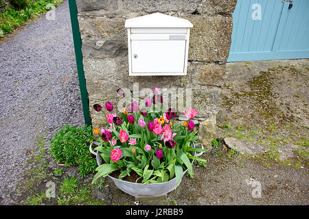 Tulpen blühen im heimischen Garten, North Wales, Vereinigtes Königreich. Blumen Wachstum, Spring Uk. britischen Frühling. Frühling, Uk. Tulpen in alte Metall Eimer. Stockfoto