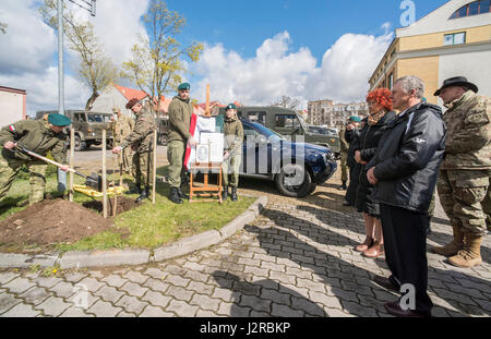 Student der Centrum Edukacji Mundurowej Pflanzen eine Eiche während einer Zeremonie zu Ehren von Henryk Bartoszewicz, eine polnische Kavallerie-Offizier während der Massaker von Katyn 1940 ermordet. Die lokalen Militärakademie in Elk, Polen, lud Kampfgruppe Polen Kommandant Oberstleutnant Steven Gventer (ganz rechts) und seine Soldaten ihren Kampf und Kleinwaffen Ausrüstung zusammen mit der polnischeArmee 15. mechanisierte Brigade statische Anzeige zeigt auf seiner jährlichen Tag der offenen Tür 22 April. (Foto: US-Armee Sgt. 1. Klasse Patricia Deal/freigegeben) Stockfoto