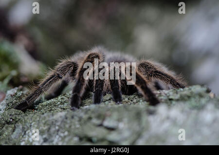 Pelzigen Vogelspinne alfresco entlang den Baumstamm. Stockfoto