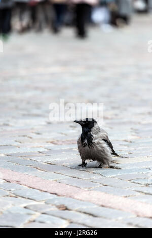 Einsame Krähe zu Fuß durch die Stadt schustert. Stockfoto