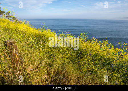 Wildblumen über dem Pazifischen Ozean an einem Frühlingsmorgen fotografiert. La Jolla, Kalifornien, USA. Stockfoto