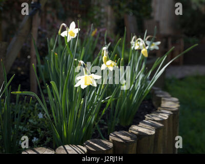 Narzissen im Frühling Garten Designer Gegenlicht geben Sie leuchtend gelben Blüten Schottland aufgewachsen Bett Stockfoto