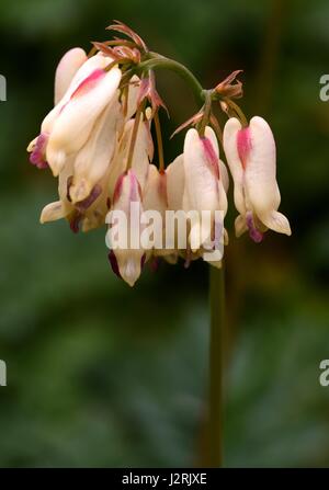 Dicentra Blumen Stockfoto