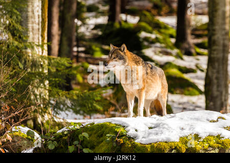 Schöne einzelne Erwachsene graue Wolf (Canis Lupus) Alpha-Mann dargestellt posieren drohend von einem Aussichtspunkt im Schnee bedeckt Wald mitten im Winter. Stockfoto