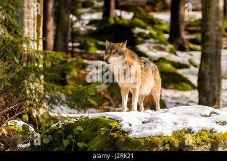 Schöne einzelne Erwachsene graue Wolf (Canis Lupus) Alpha-Mann dargestellt posieren drohend von einem Aussichtspunkt im Schnee bedeckt Wald mitten im Winter. Stockfoto
