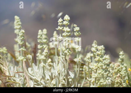 Flora von Gran Canaria - Sideritis Dasygnaphala, Synonim Leucophae Dasygnaphala, Berg Ironwort, endemisch auf der Insel Stockfoto