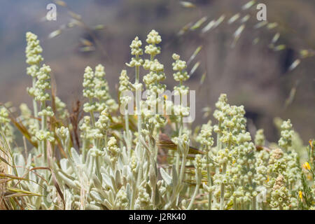 Flora von Gran Canaria - Sideritis Dasygnaphala, Synonim Leucophae Dasygnaphala, Berg Ironwort, endemisch auf der Insel Stockfoto