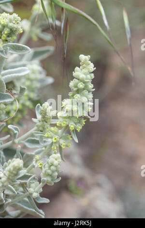 Flora von Gran Canaria - Sideritis Dasygnaphala, Synonim Leucophae Dasygnaphala, Berg Ironwort, endemisch auf der Insel Stockfoto