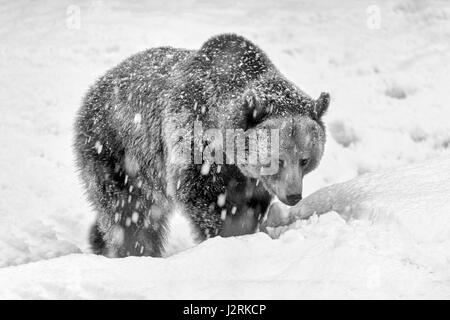 Einzigen weiblichen Erwachsenen eurasischen Braunbären (Ursus Arctos) Mäander im Winter Schneesturm. (Bildende Kunst, High-Key, schwarz und weiß) Stockfoto