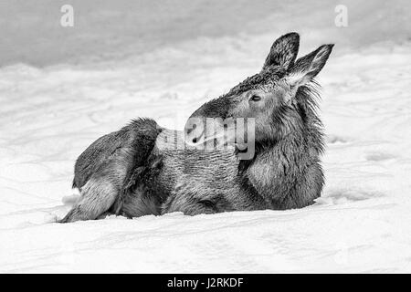 Schöne juvenile eurasischen Elch / Elch (Alces Alces) dargestellt sitzen im Schnee driften in mitten im Winter. (Bildende Kunst, High-Key, schwarz und weiß) Stockfoto