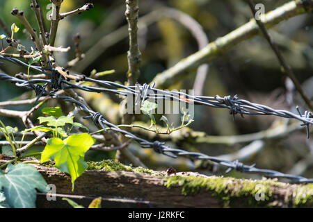 Stacheldraht auf einer Farm gate Stockfoto