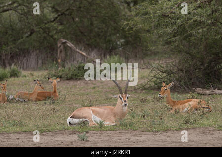 Grant es Gazelle, Tansania Stockfoto