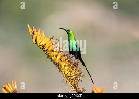 Malachit Sunbird (Nectarinia Famosa), Männlich, Provinz Western Cape, Südafrika Stockfoto