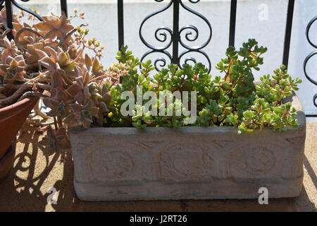 Sukkulenten auf einer sonnigen Terrasse hautnah. Stockfoto