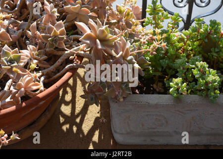 Sukkulenten auf einer sonnigen Terrasse hautnah. Stockfoto