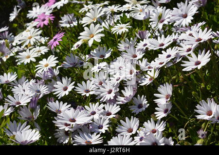 Osteospermum auch Cape Daisy oder Herbers bekannt Stockfoto