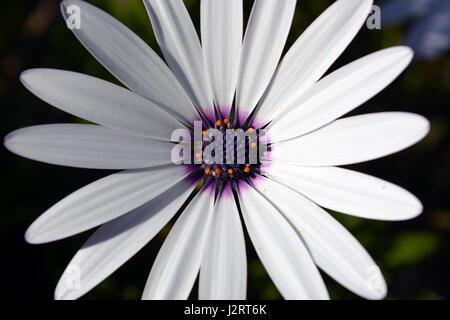 Osteospermum auch Cape Daisy oder Herbers bekannt Stockfoto