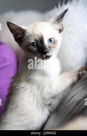 Siam Kätzchen. Entzückendes 10 Wochen altes Siam Kätzchen zeigt ihre neugierige Persönlichkeit. Stockfoto