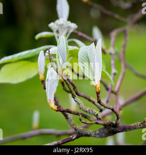 Sorbus Aria 'Lutescens', goldene Mehlbeere, in der Knospe Hintergrund unscharf Stockfoto