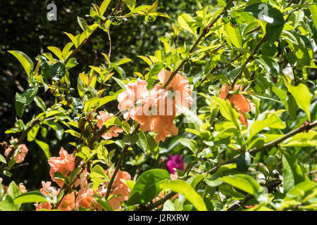 Nahaufnahme von Quitte Blumen in Shakespeare Garden, NYC, USA Stockfoto