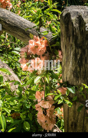 Nahaufnahme von Quitte Blumen in Shakespeare Garden, NYC, USA Stockfoto