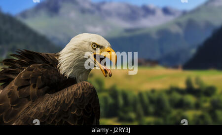 Screaming Eagle Stockfoto