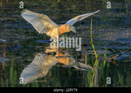 Squacco Heron (Ardeola Ralloides) stehen in einem See Stockfoto