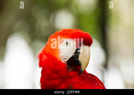 Der grün-winged Ara, auch bekannt als die rot-grüne Ara - großen, meist roten Ara der Gattung Ara, Südamerika heimisch. Stockfoto