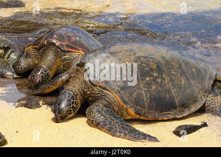 Drei grüne Meeresschildkröten sonnen sich in Napili auf Maui. Stockfoto