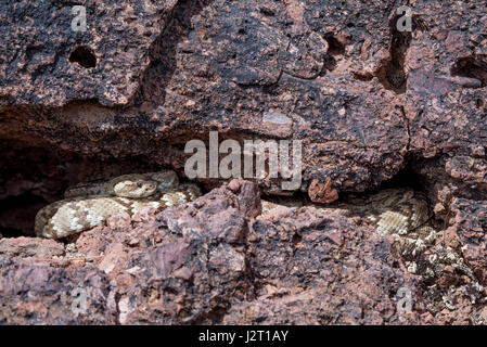 Eastern schwarz-angebundene, (Crotalus Ornatus) und Western Diamond-backed (Crotalus Atrox), Klapperschlangen Aufbahrung in einer Höhle im Zentrum von New Mexiko, USA. Stockfoto