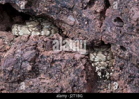 Eastern schwarz-angebundene, (Crotalus Ornatus) und Western Diamond-backed (Crotalus Atrox), Klapperschlangen Aufbahrung in einer Höhle im Zentrum von New Mexiko, USA. Stockfoto