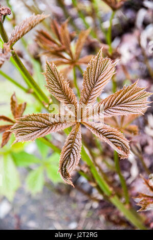 Chinesische Pfingstrose 'Green Lotus-Blume (Paeonia lactiflora) Stockfoto