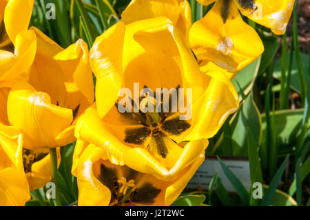 (Tulipa Tulipa) ist eine umfangreiche Familie von Lily einkeimblättrige Pflanzen einfach früh einfach spät voll von frühen triumph Tulpen Darwin Hybriden Stockfoto