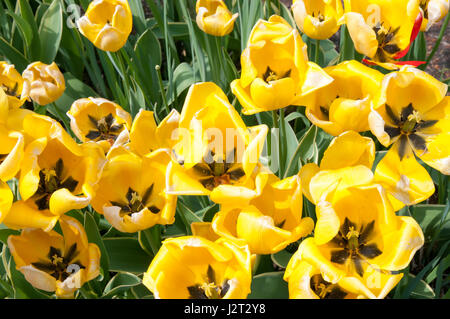 (Tulipa Tulipa) ist eine umfangreiche Familie von Lily einkeimblättrige Pflanzen einfach früh einfach spät voll von frühen triumph Tulpen Darwin Hybriden Stockfoto