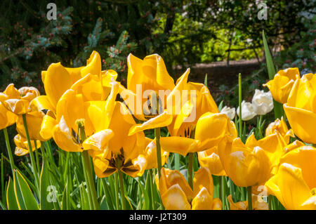 (Tulipa Tulipa) ist eine umfangreiche Familie von Lily einkeimblättrige Pflanzen einfach früh einfach spät voll von frühen triumph Tulpen Darwin Hybriden Stockfoto