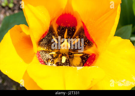 (Tulipa Tulipa) ist eine umfangreiche Familie von Lily einkeimblättrige Pflanzen einfach früh einfach spät voll von frühen triumph Tulpen Darwin Hybriden Stockfoto