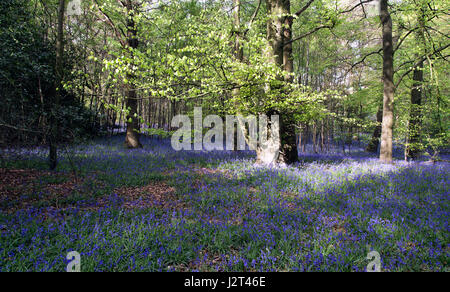 Blaue Glocken in Surrey UK Stockfoto