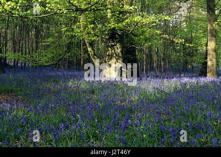 Blaue Glocken in Surrey UK Stockfoto