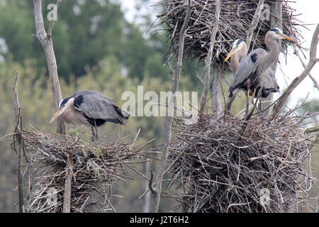 Große blaue Reiher Adrea Herodias verschachteln Stockfoto