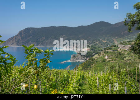 Weinberge, in denen Zitronen in Ligurien angebaut werden, Italien, gesehen auf dem Wanderweg zwischen der Cinque Terre Vernazza und Monterosso al Mare Stockfoto