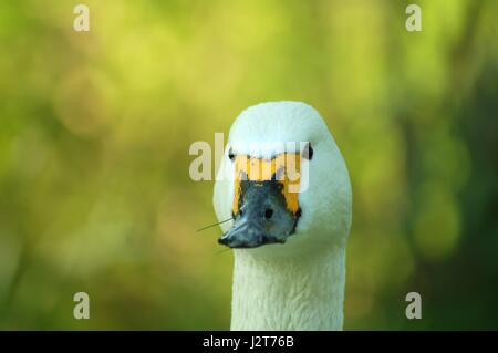 Schwan im zoo Stockfoto